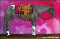 Horse Color:Black Tobiano Appaloosa 