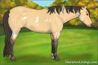 Horse Color:White Spotted Buckskin Dun 