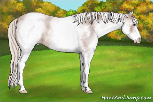 Horse Color: White Spotted Silver Bay Roan Varnish 