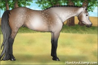 Horse Color:Gray Buckskin 