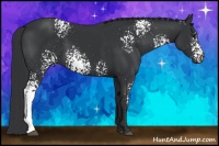 Horse Color:White Spotted Black