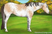 Horse Color:White Spotted Amber Champagne 