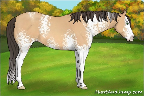 Horse Color: White Spotted Amber Champagne Splash 