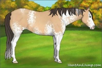 Horse Color:White Spotted Amber Champagne Splash 
