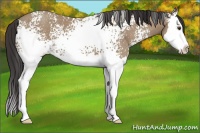 Horse Color:White Spotted Classic Champagne Splash