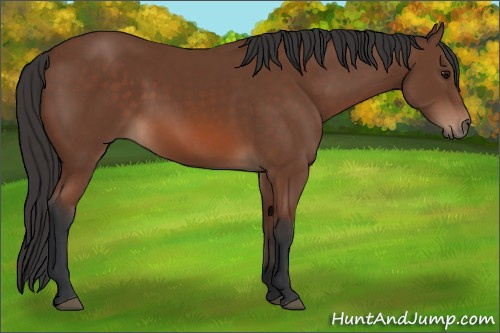 Horse Color: Bay 