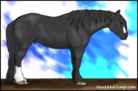 Horse Color:Black 