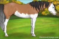 Horse Color:Bay Splash 