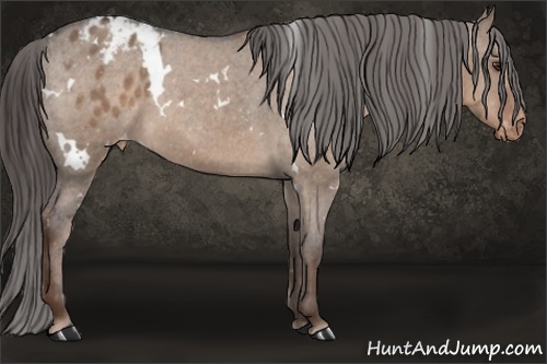 Horse Color: White Spotted Liver Red Dun Blanket 