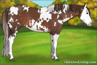 Horse Color:White Spotted Liver Chestnut Splash 