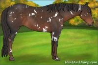 Horse Color:White Spotted Liver Chestnut 