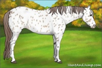 Horse Color:Brown Dun Tobiano Near Leopard 