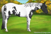 Horse Color:White Spotted Black Tobiano