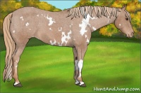 Horse Color:White Spotted Chestnut Appaloosa 