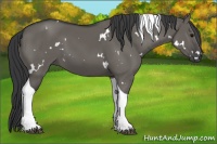 Horse Color:White Spotted Grullo Tobiano 