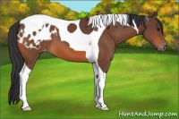 Horse Color:Bay Sabino Tobiano Blanket 