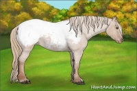 Horse Color:Red Dun Roan Appaloosa 
