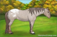 Horse Color:Liver Red Dun Roan Snowcap 
