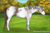 Horse Color:White Spotted Liver Chestnut Sabino 