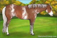 Horse Color:White Spotted Silver Bay Sabino 