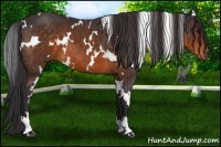 Horse Color:White Spotted Buckskin 
