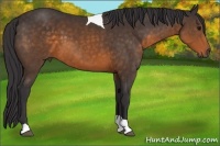 Horse Color:Buckskin Tobiano 