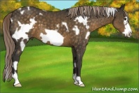 Horse Color:White Spotted Chocolate Palomino Frame 