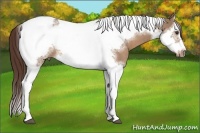 Horse Color:Liver Red Dun Splash Tobiano Frame 