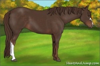 Horse Color:Liver Chestnut 
