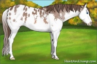 Horse Color:Bay Splash Appaloosa 
