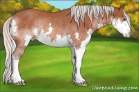 Horse Color:Silver Bay Splash Rabicano 