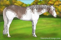 Horse Color:White Spotted Silver Black Sabino Rabicano