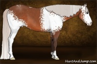 Horse Color:White Spotted Silver Brown