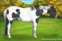 Horse Color:White Spotted Black Tobiano 