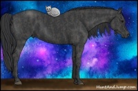 Horse Color:Black  Brindle