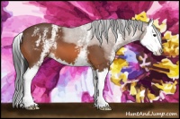 Horse Color:White Spotted Bay Sabino Splash 