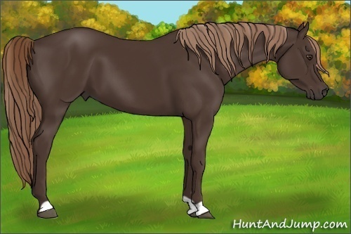 Horse Color: Liver Chestnut 