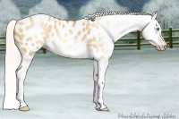 Horse Color:Gray Silver Amber Cream Champagne Roan Dun Splash Tobiano Frame Blanket Rabicano 
