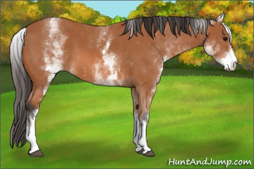 Horse Color: White Spotted Bay 