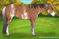 Horse Color:White Spotted Bay 