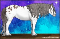 Horse Color:Bay Splash Appaloosa 