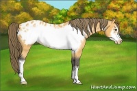 Horse Color:Buckskin Frame Appaloosa 