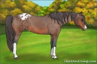 Horse Color:Bay Appaloosa 