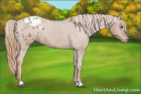 Horse Color:Chestnut Appaloosa 