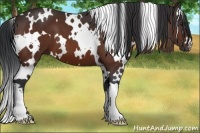 Horse Color:White Spotted Brown 