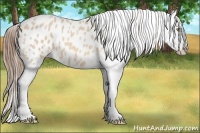Horse Color:Amber Champagne Roan Blanket