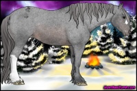 Horse Color:Brown Appaloosa 