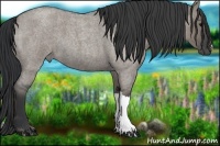 Horse Color:Grullo Roan 