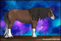 Horse Color:Bay Splash 