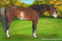 Horse Color:Bay Sabino 